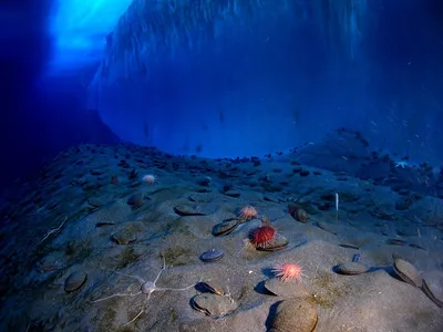 Исследование тайн Мраморного моря: удивительные подводные пейзажи и  археологические находки | Морские обитатели | Дзен
