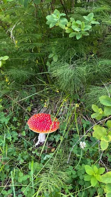 Грибы мухомора в лесу на фоне травы и леса Стоковое Фото - изображение  насчитывающей красно, грибок: 188788684