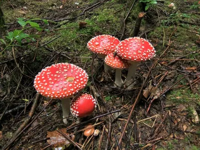 Мухомор красный (Amanita muscaria) - Природа Республики Мордовия