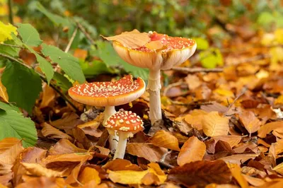 Мухомор красный - описание и род грибов | Семейство, тип питания и где  растет