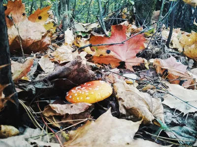 Мухомор красный (Amanita muscaria) - Природа Республики Мордовия