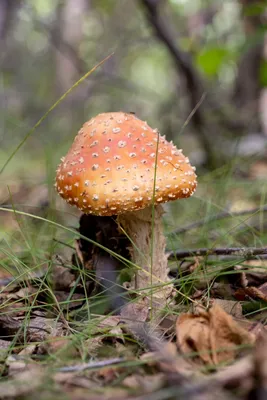 Мухоморы снова в тренде: в чем опасность употребления грибов | 360°