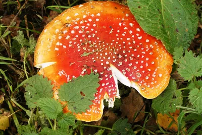 Мухомор в осеннем лесу #природа #лес #мухомор #крупныйплан #forest #nature  #mushrooms #macro #fall #autumn | Instagram