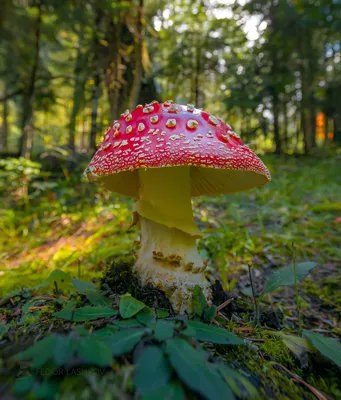 Съедобные мухоморы и грибы-двойники: опытные грибники раскрыли секреты  \"тихой охоты\" в лесу — Украина