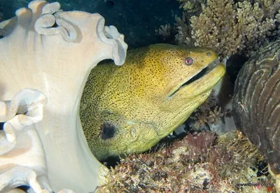 Красное море под водой с кораллами - ТурПоиск