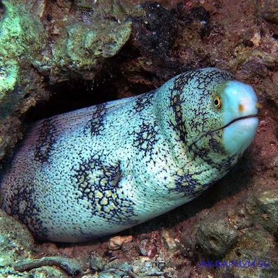 Мурены из Индонезии фотографии и видео | www.divefoto.ru | Подводные  фотографии, Фотографии, Экзотическая рыба