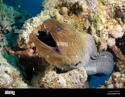 Ядовитые рыбы Красного моря, Египет, видео с названиями рыб, не ешьте и не  берите в руки - YouTube