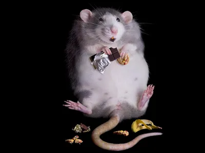 Фото мышей смешные 65 фото