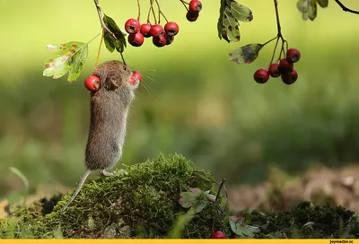 3d Иллюстрация Смешные Мыши Скейтбординга — стоковые фотографии и другие  картинки Мышь - животное - Мышь - животное, Изображение сгенерированное  цифровыми методами, Комикс - iStock