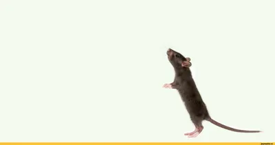 Смешные мыши в разных ситуациях, создали красивую шуточную иллюстрацию  вектора стиля мультфильма символов грызунов Иллюстрация вектора -  иллюстрации насчитывающей смешно, млекопитающее: 209357903