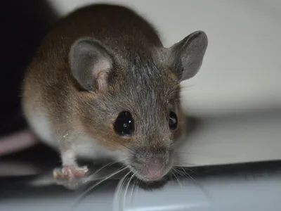 Мыши в квартире. Как избавиться от мышей в квартире