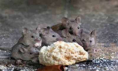 Чем Опасны Мыши и Крысы для Человека? - Марафет