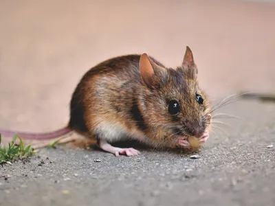 Городские мыши оказались умнее деревенских собратьев | Пикабу