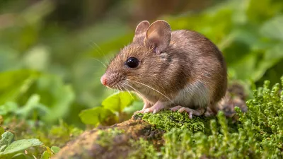 Мыши не всегда бывают добрыми! - The Portugal News