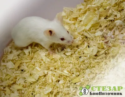 Мыши Ест Печенье — стоковые фотографии и другие картинки Мышь - животное -  Мышь - животное, Сухарь, Без людей - iStock