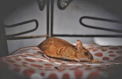 Как общаются между собой домовые мыши: 8 интересных фактов о нравах  грызунов | Приключения натуралиста | Дзен