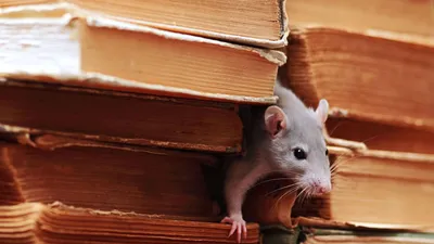 Ученые определили, какие мыши самые умные - РИА Новости, 20.02.2021