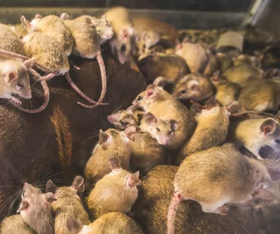 Борьба с мышами в Москве – Уничтожение мышей в частном доме, на даче, в  квартире