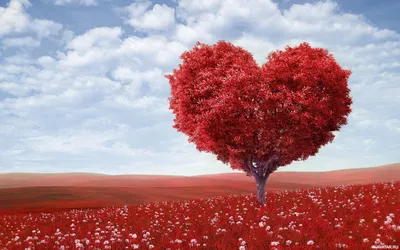 Дерево с кроной в виде сердца с красными листьями | Картинка на аву