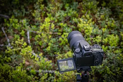 Camera Review: Canon 80D vs. Canon 90D - Forbes Vetted