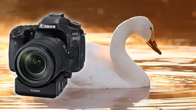 Canon EOS 80D — Википедия