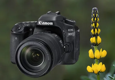 Canon EOS 80D - Camera – Kamerastore