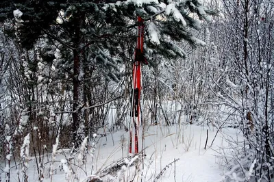 В лес на лыжах | Природа Карелии | Дзен