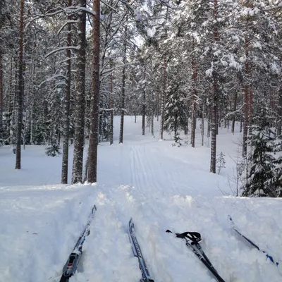 Счастливая Женщина Кавказской, Катание На Лыжах В Зимний Лес Только  Стоковые Фотографии | FreeImages