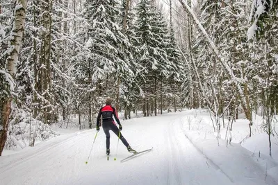Ход коньком: где в Петербурге покататься на лыжах