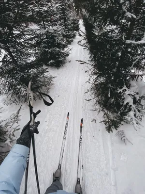 Жители Подольска проголосовали за лыжно‑велосипедный маршрут в Дубровицком  лесу - Общество - РИАМО в Подольске
