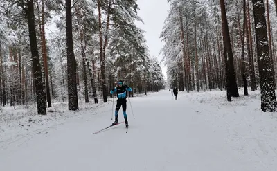 Зимний лес | Лыжи, Лес, Зимняя фотография