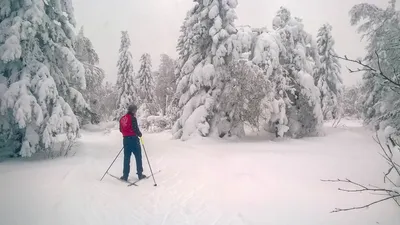 Лыжники в лесу (88 фото) - 88 фото