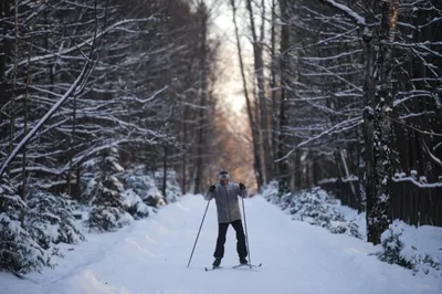 Прогулка по лесу на лыжах — Vsolikamske.ru