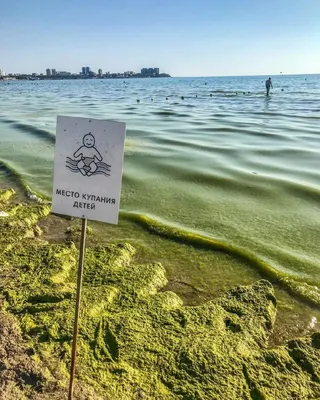 Все оттенки Черного моря: из-за цветения водорослей вода в Анапе приобрела  изумрудный цвет - KP.RU