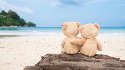 Image Sea Hug Love Nature Teddy bear 2560x1440