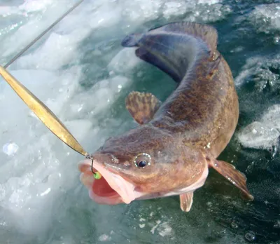 Зимняя ловля налима - Рыбалка. Информационный портал «LANDFISH»