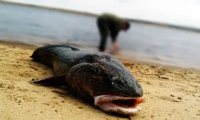 Красноярские рыбаки сняли подводную охоту на налима