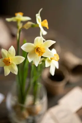 Desktop Wallpapers Yellow Flowers Narcissus 5032x3140