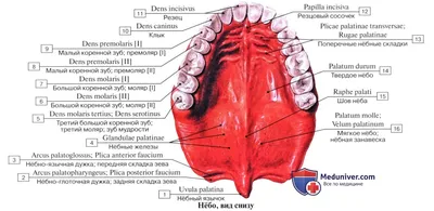 Рак нёба: симптомы, фото, первые признаки на начальной стадии, лечение и  прогноз - Belhope.ru
