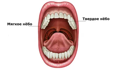 Что такое нёбо в вокале? 😲👇 И как петь объемно при помощи мягкого и  твердого неба? | Вокал и Гитара - Easyvoice5.ru | Дзен