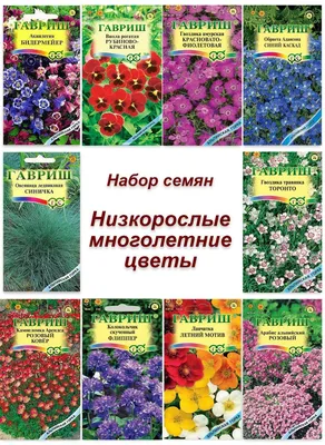 Примулы, Колокольчики многолетние Гавриш Многолетние цветы - купить по  выгодным ценам в интернет-магазине OZON (339639971)