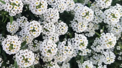 Многолетние низкорослые цветы: 8 названий лучших видов для вашей дачи (с  фото) - Дом Mail.ru