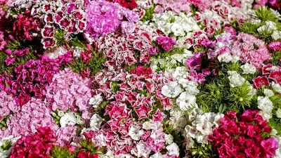 Низкорослые цветы - 71 фото