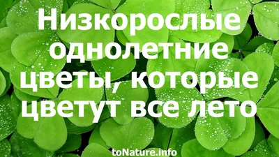 Семена цветов Петуния \"Превосходнейшая Розеа\", Низкорослые гиганты, Сем.  Алт, ц/п, 10 шт 7349999 Семена Алтая купить по цене от 46руб. | Трикотаж  Плюс | Екатеринбург, Москва