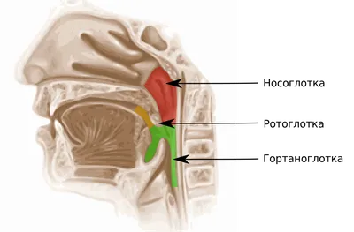 Фото носоглотки фото