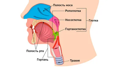 Глотка: функции, строение, особенности, где находится, роль