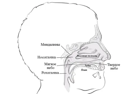 Анатомия Носоглотки Носовой Полостью Полостью Рта стоковое фото  ©imagepointfr 598754692