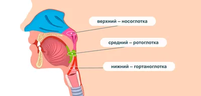 Рак носоглотки: симптомы, лечение, прогноз