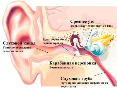 Ученые установили связь между микробиотой носоглотки и тяжестью COVID-19 -  РИА Новости, 28.09.2021