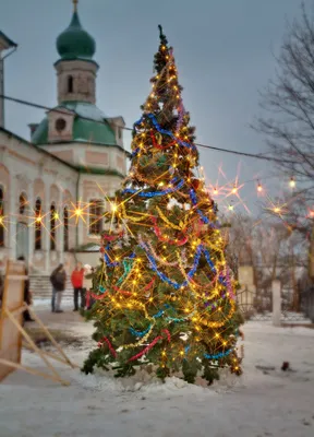 Новогодние елки в сказочном лесу: красивые фото